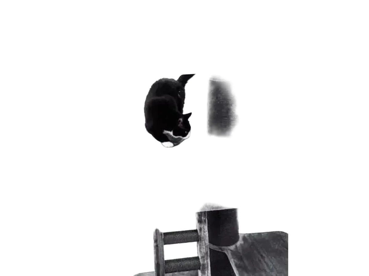 Svart-hvitt katt på grått Petrebels Ragdoll 179 kloretre med tykke sisalstolper og hule.