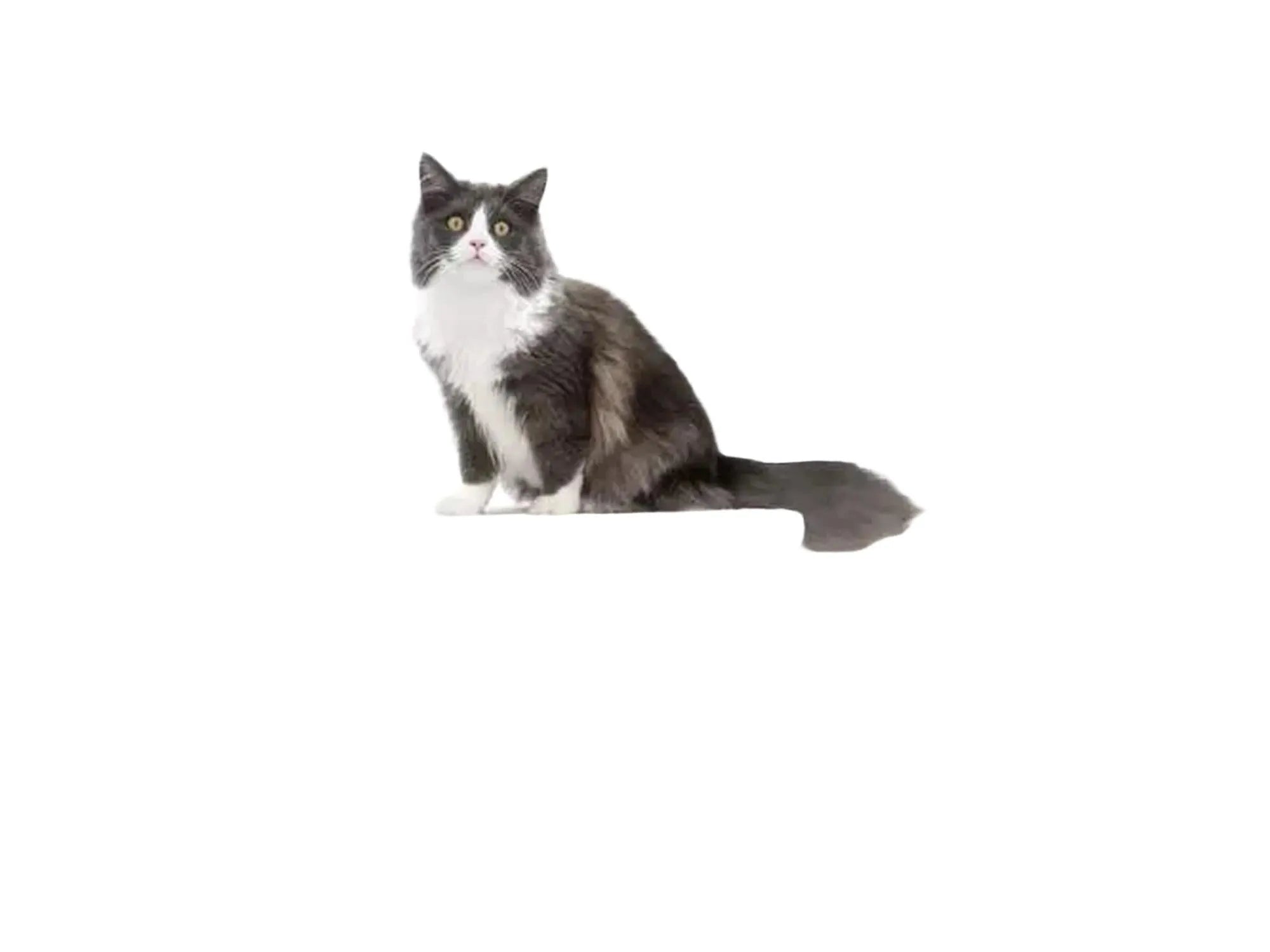 Grå og hvit Ragdoll katt på et Petrebels kloretre med tykke sisalstolper og myke plattformer.