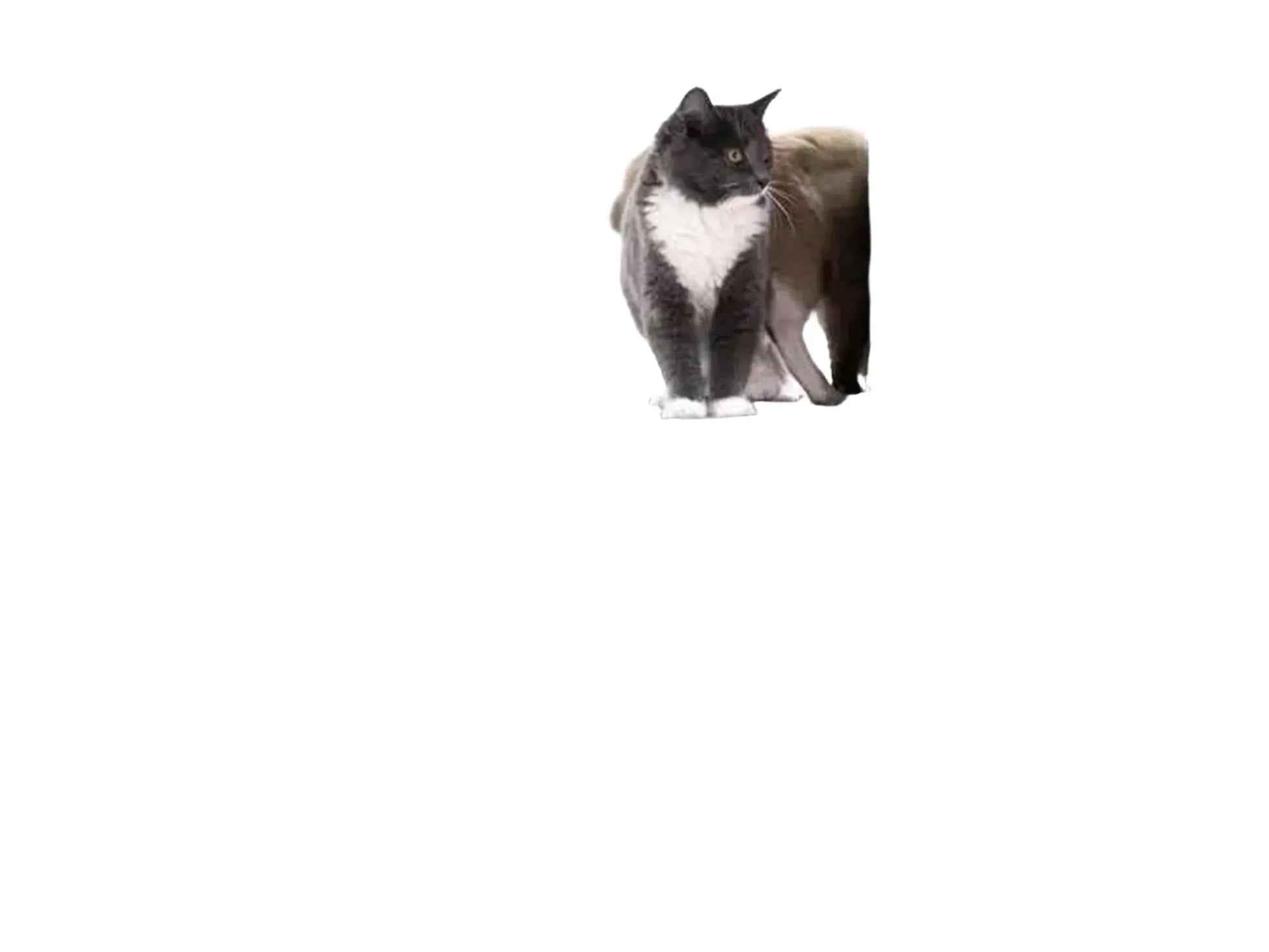 Grått Petrebels Ragdoll 179 kloretre med tykke sisalstolper og en katt på toppen.