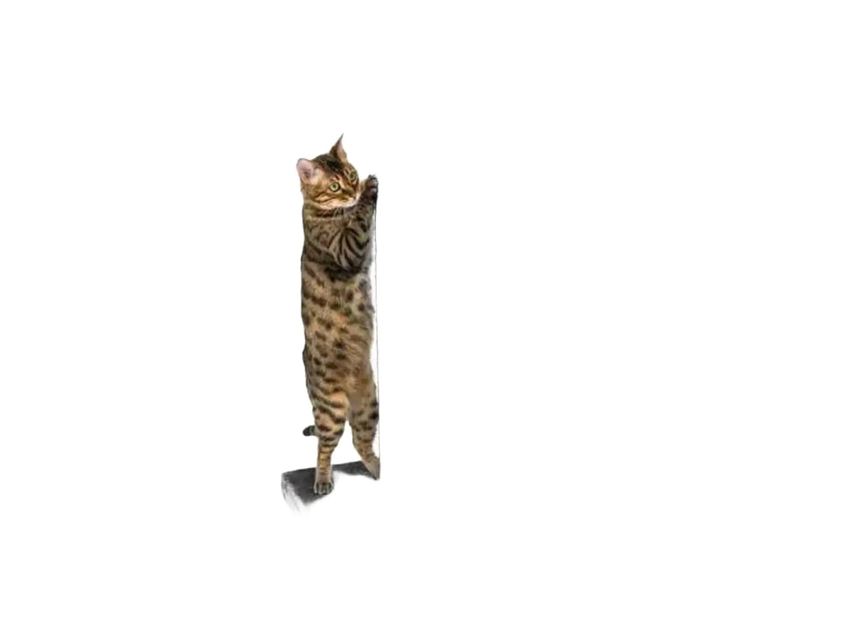 Brunstripet katt klorer på et stabilt, mørkegrått Petrebels Savannah 86 klorestativ med sisaltau.