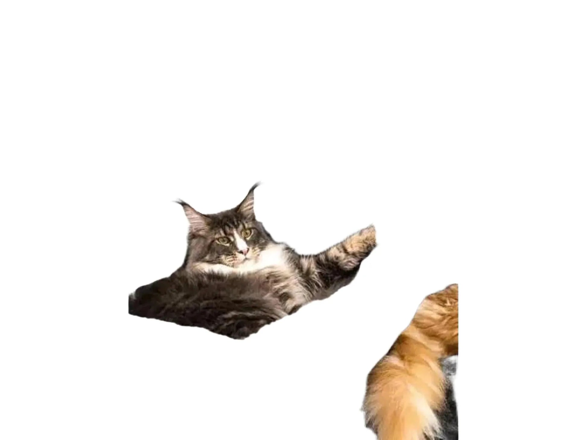 Maine Coon katt i en mørkegrå, plysj hengekøye på et stort kloretre med sisalstolper.