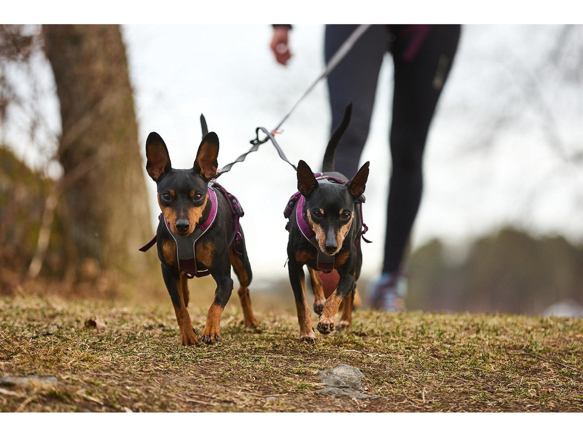 Non-stop dogwear Touring double koblingsbånd for to hunder – Svart/grå