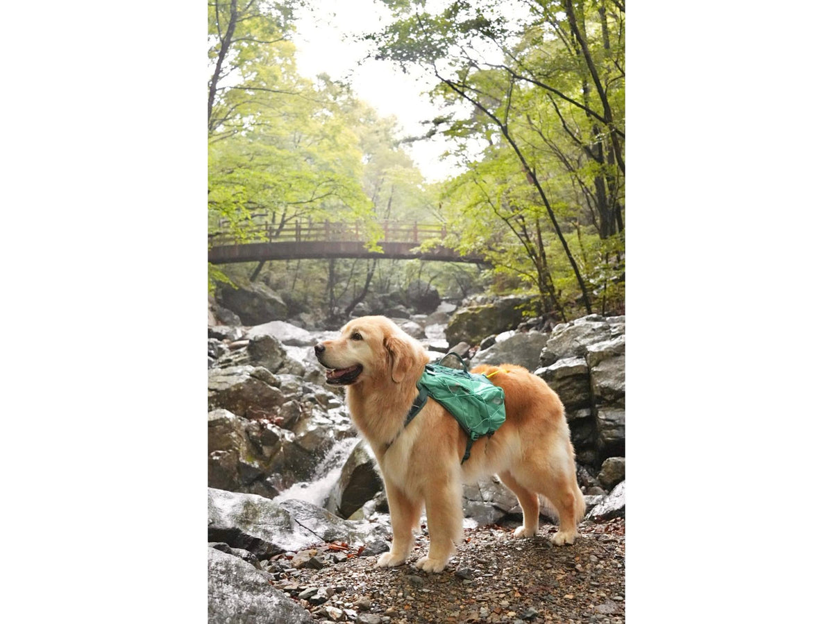 Non-stop dogwear Trail light dog backpack hundesekk – Teal