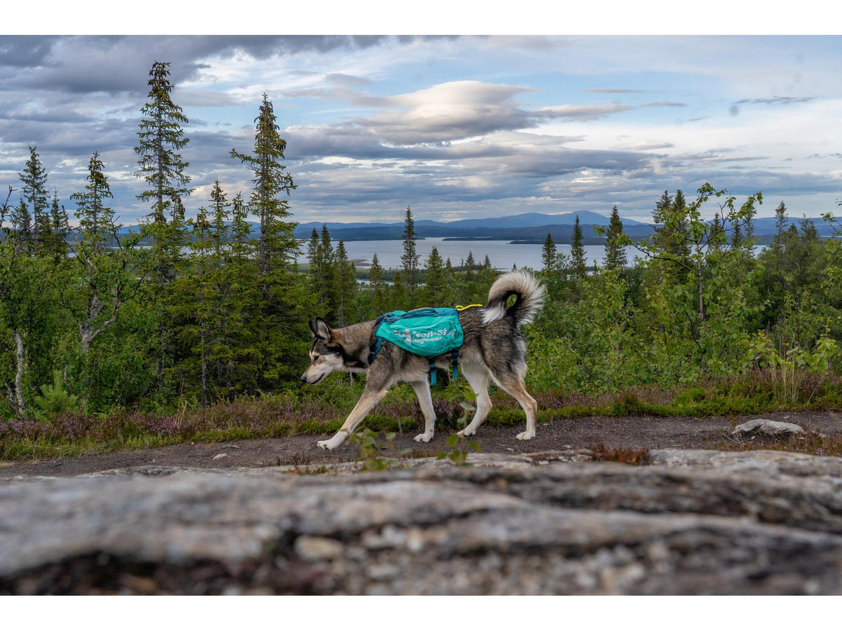 Non-stop dogwear Trail light dog backpack hundesekk – Teal