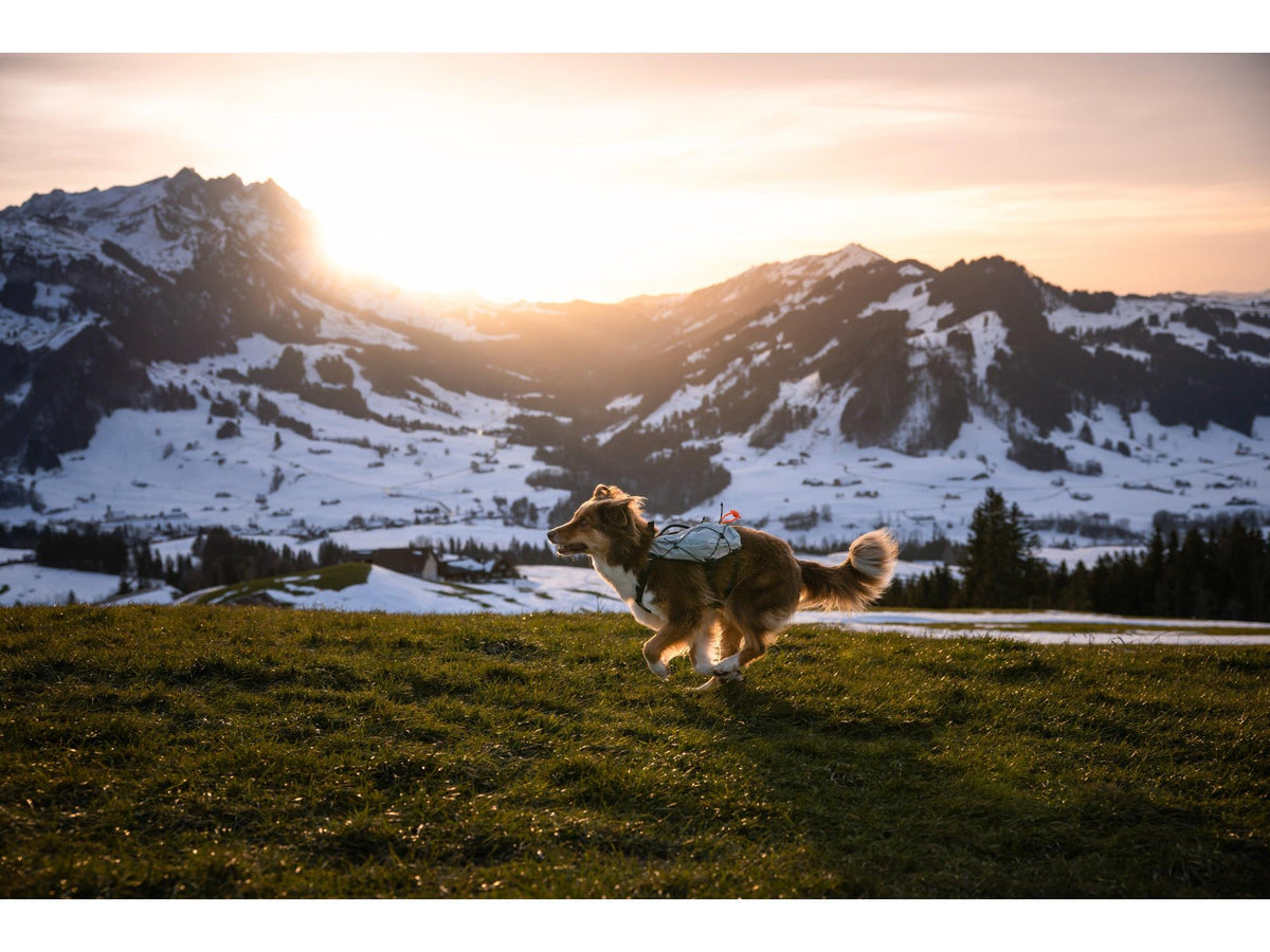 Non-stop dogwear Trail light dog backpack hundesekk – Isgrå