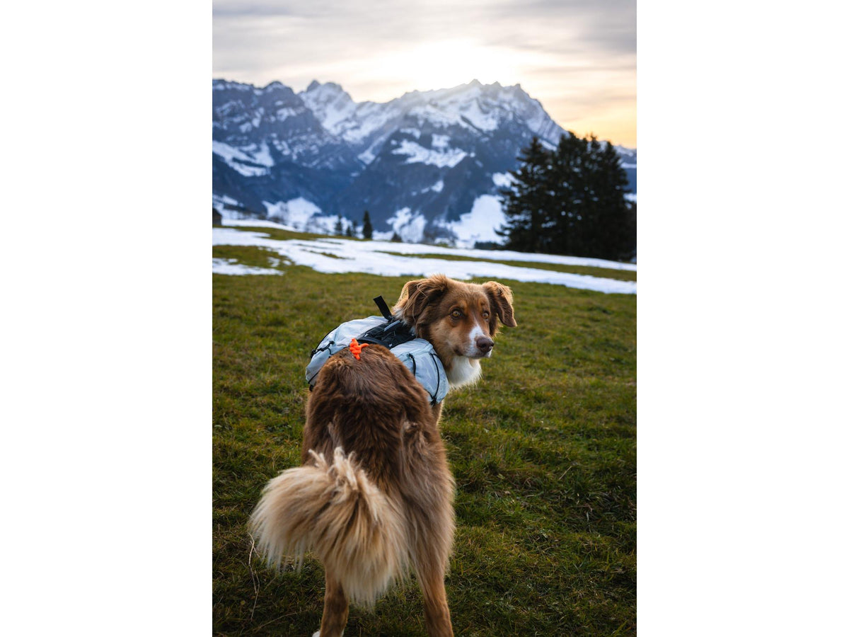 Non-stop dogwear Trail light dog backpack hundesekk – Isgrå