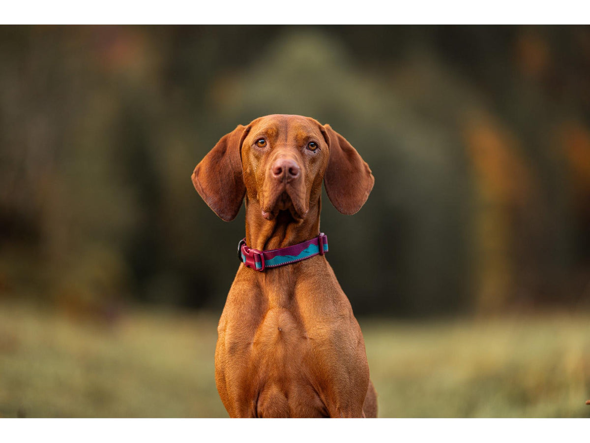 Non-stop dogwear Trail quest collar halsbånd – Oransje/svart – modellen vist i annen farge