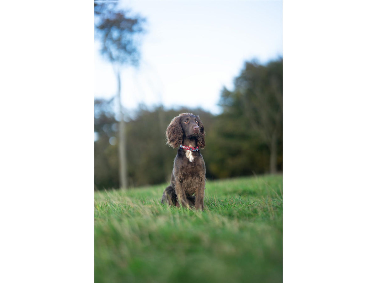 Non-stop dogwear Trail quest collar halsbånd – Teal/vinrød