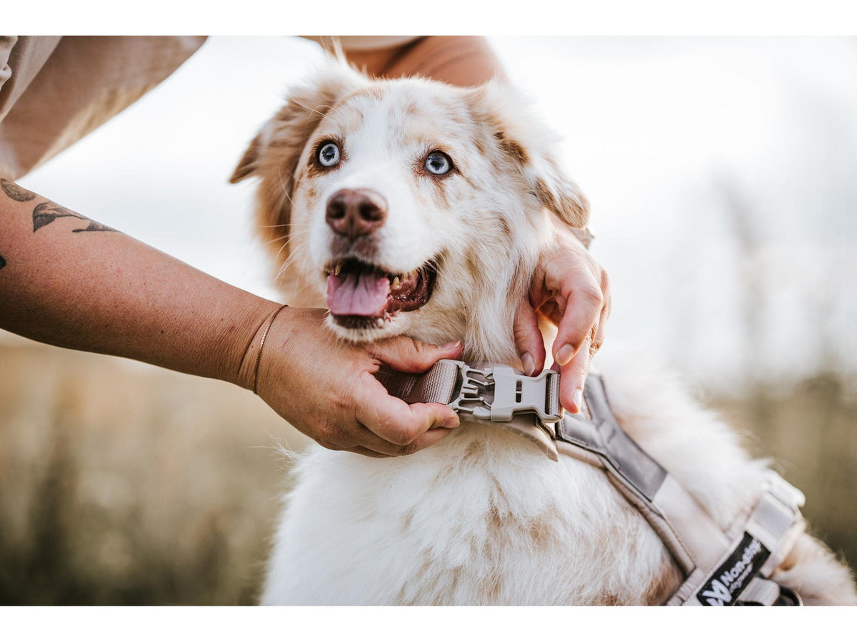 Non-stop dogwear Trekking line harness CLIP'N™ – Sand