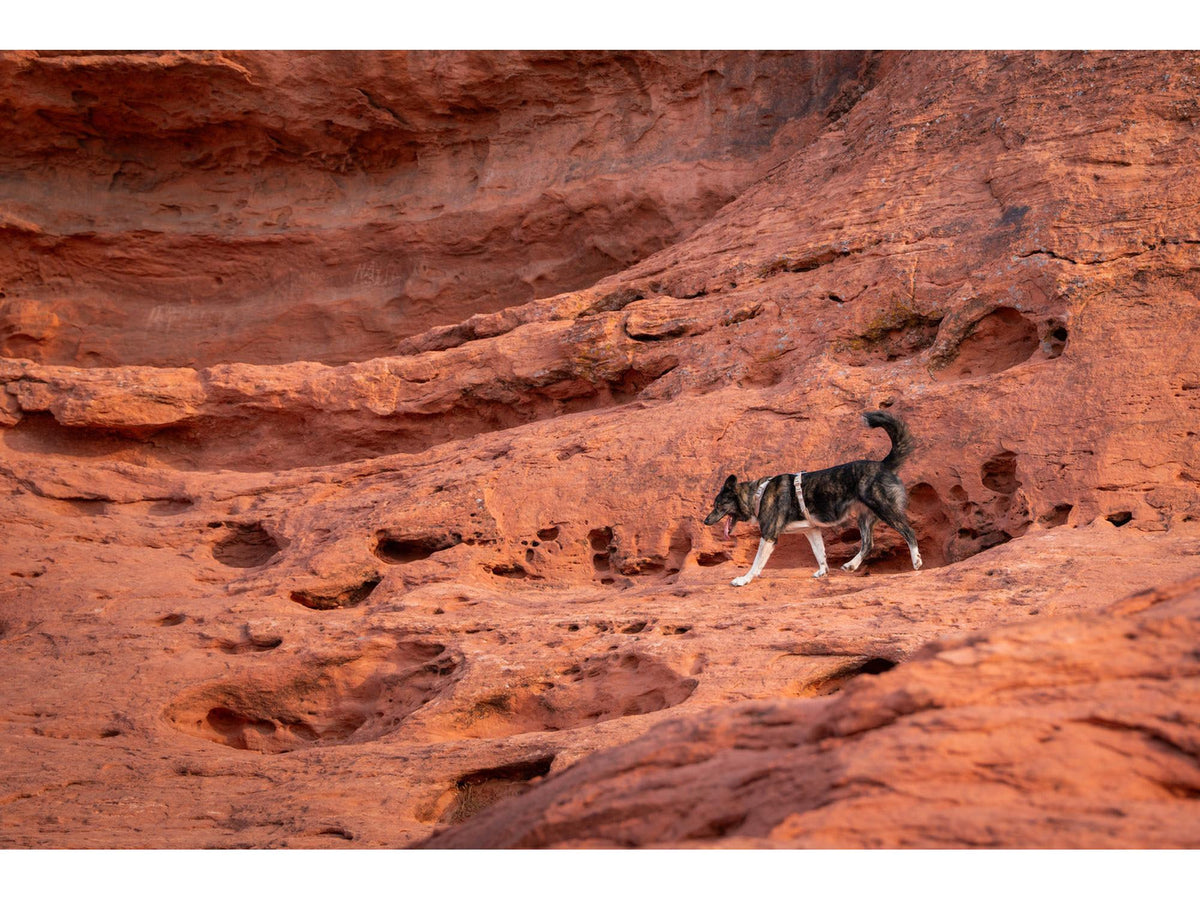 Non-stop dogwear Trekking line harness CLIP'N™ – Sand