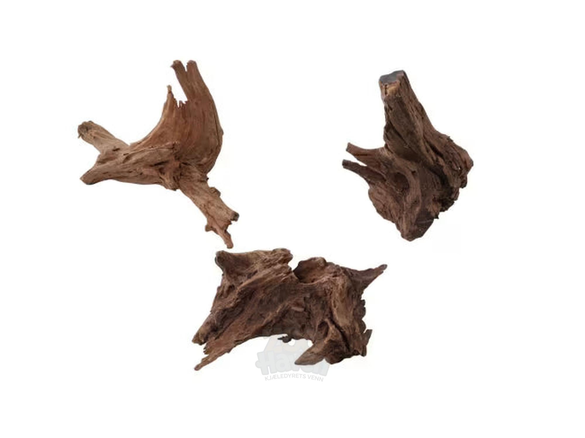 Trerot Mangrove Mango 30-50cm