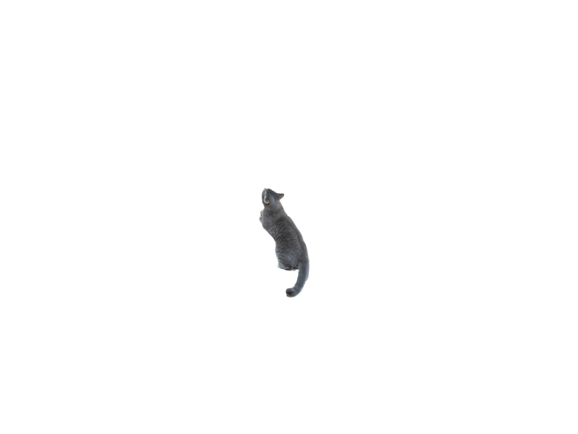 Grått Trixie Amalia utendørs kloretre med polyrattan-hule, koseseng og en katt som klatrer.
