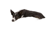 Trixie Harvey Hundeseng