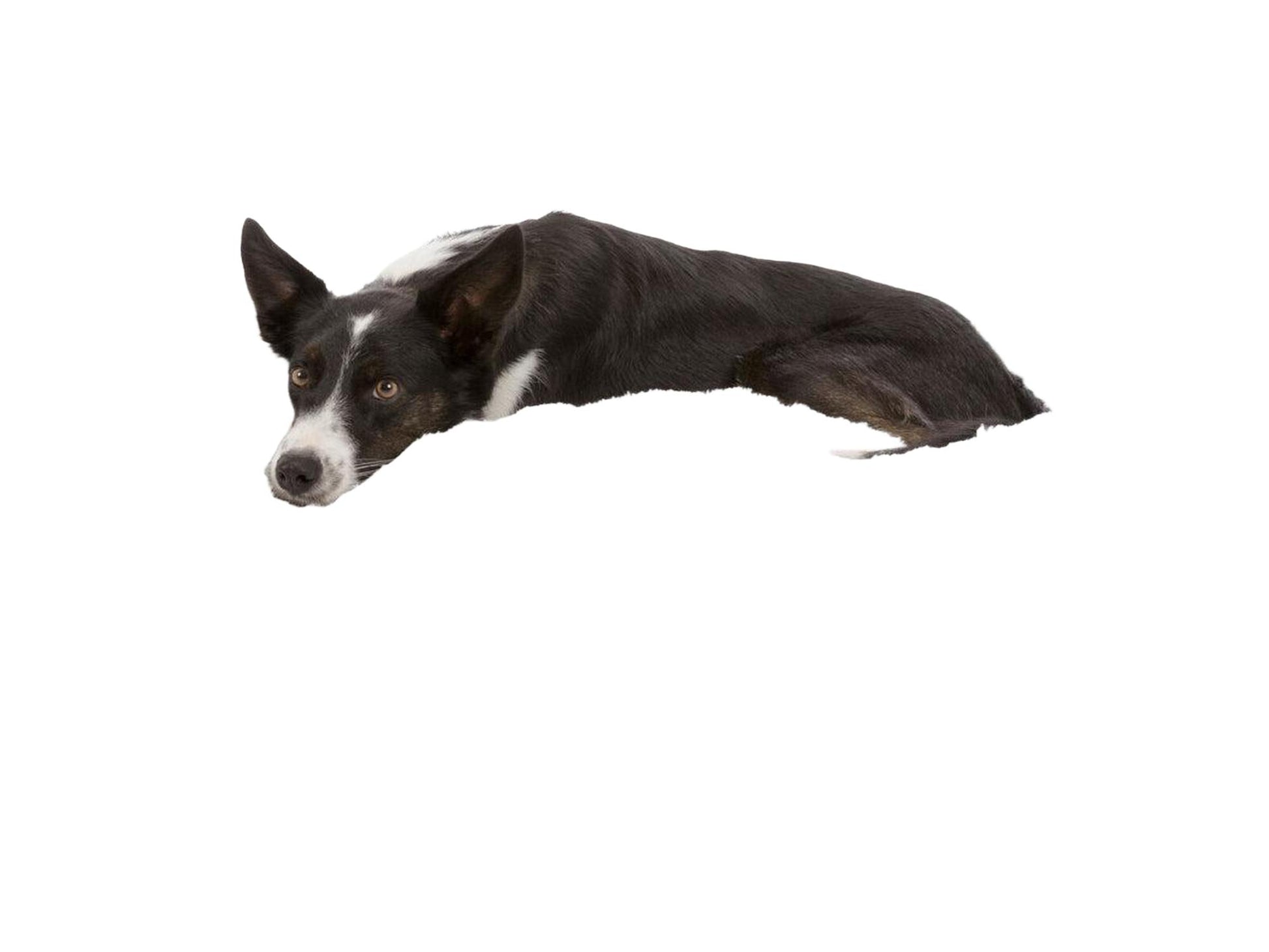 Trixie Harvey Hundeseng