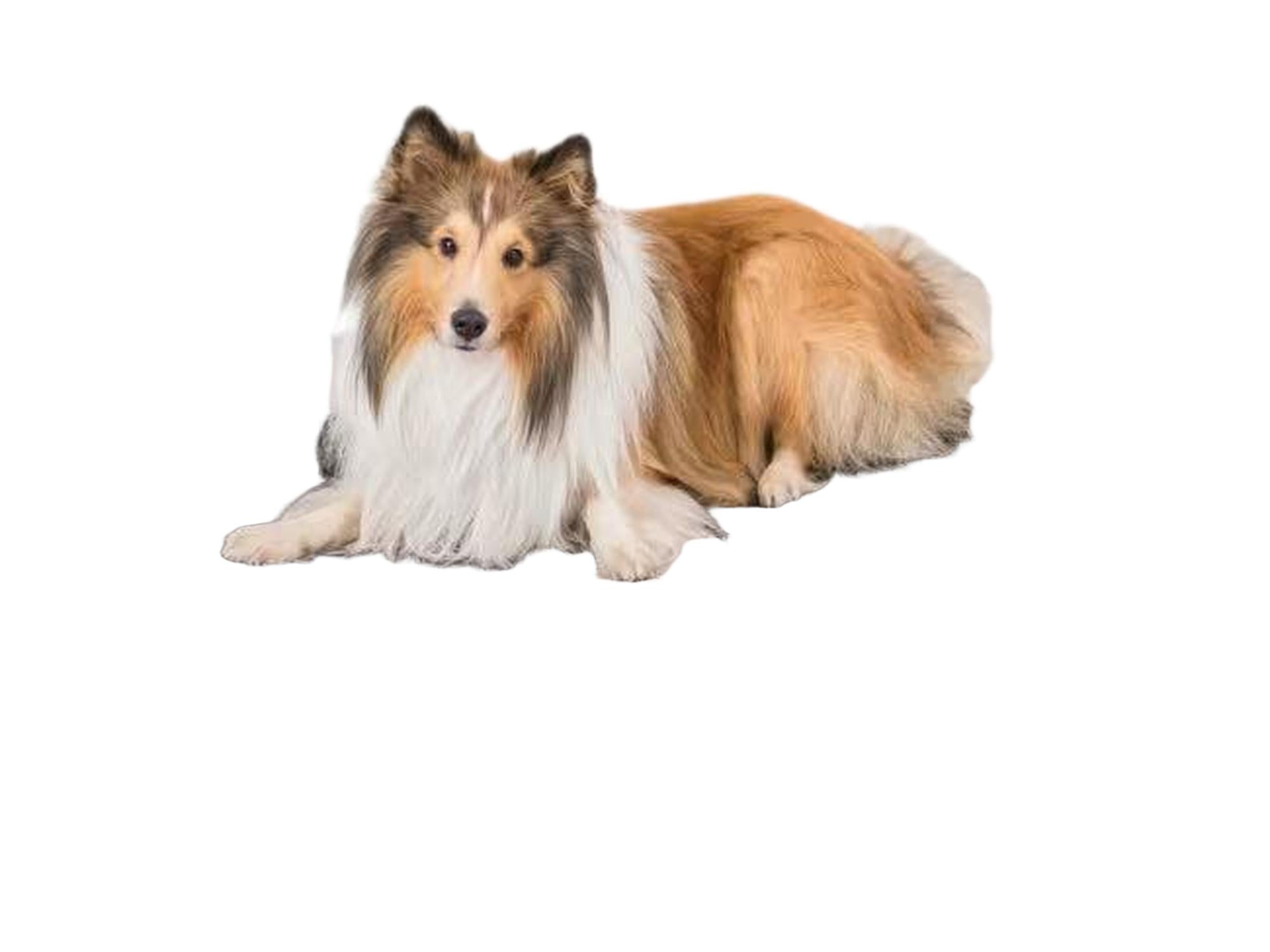 Trixie hundesolseng med grå ramme, sort mesh-stoff og metallben, hvor en langhåret hund hviler komfortabelt.