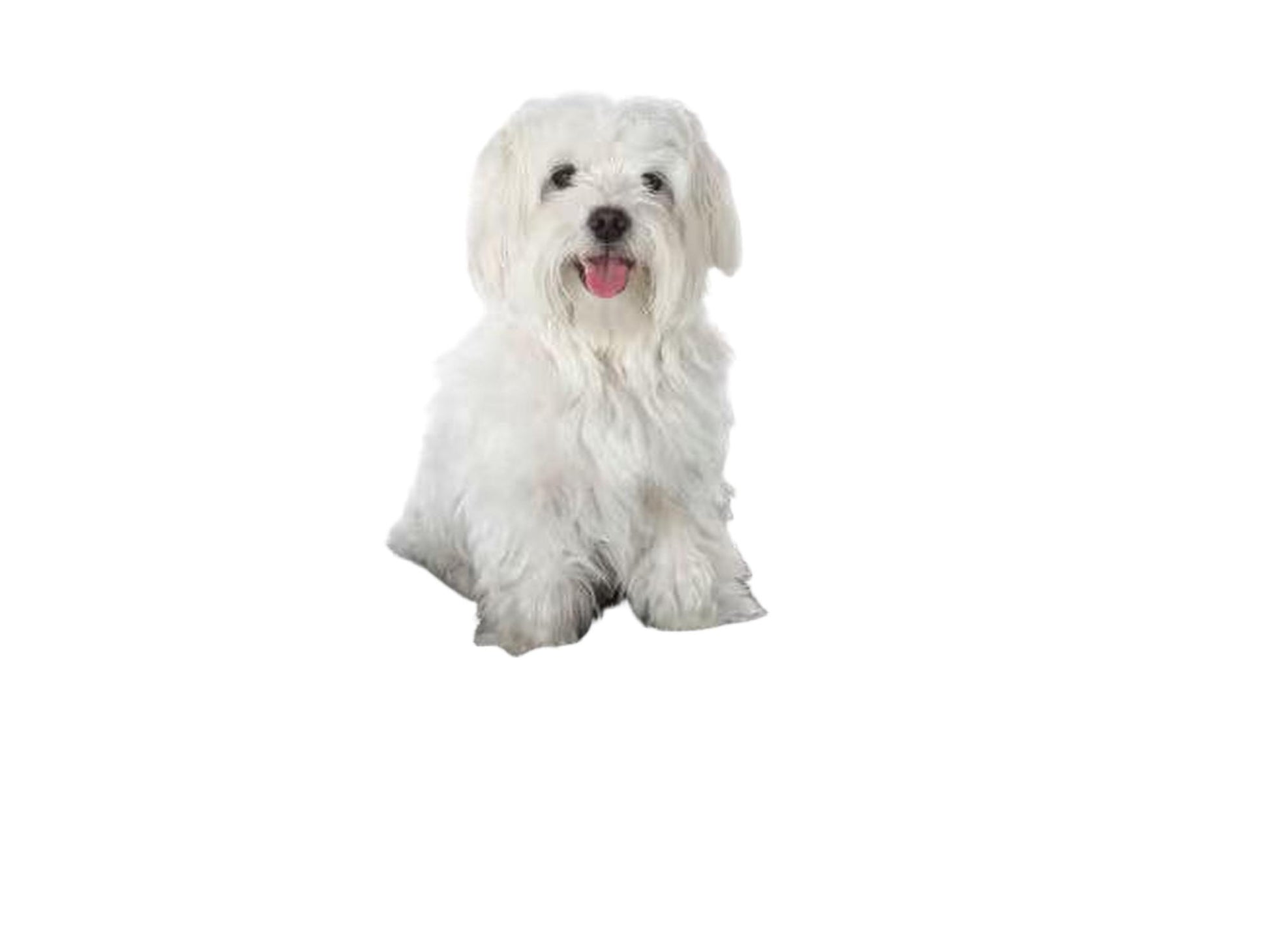 Hvit hund sittende på en oval, grå og kremfarget Trixie Kaline hundepute i myk, strukturert plysj.