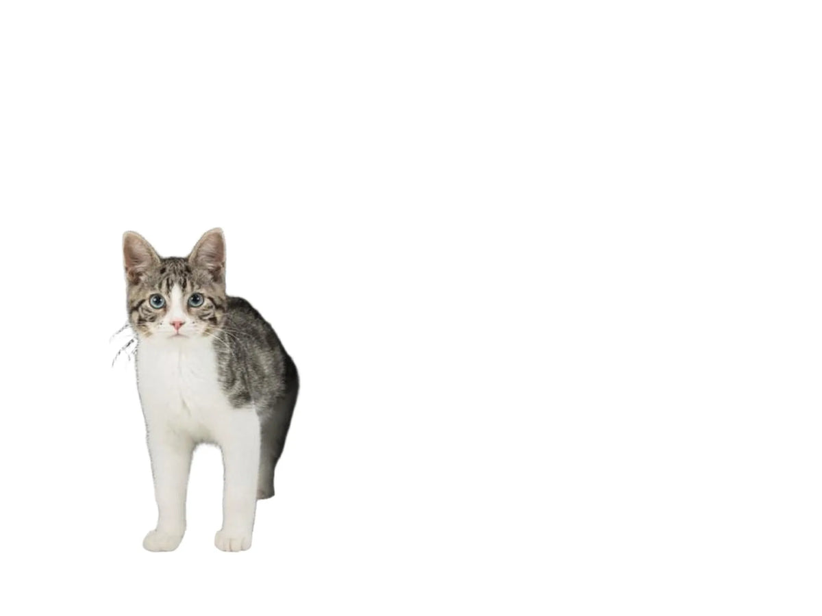 Grå Trixie Kimy kattehule i tekstil med polstret topp, en hvit og grå katt titter ut.
