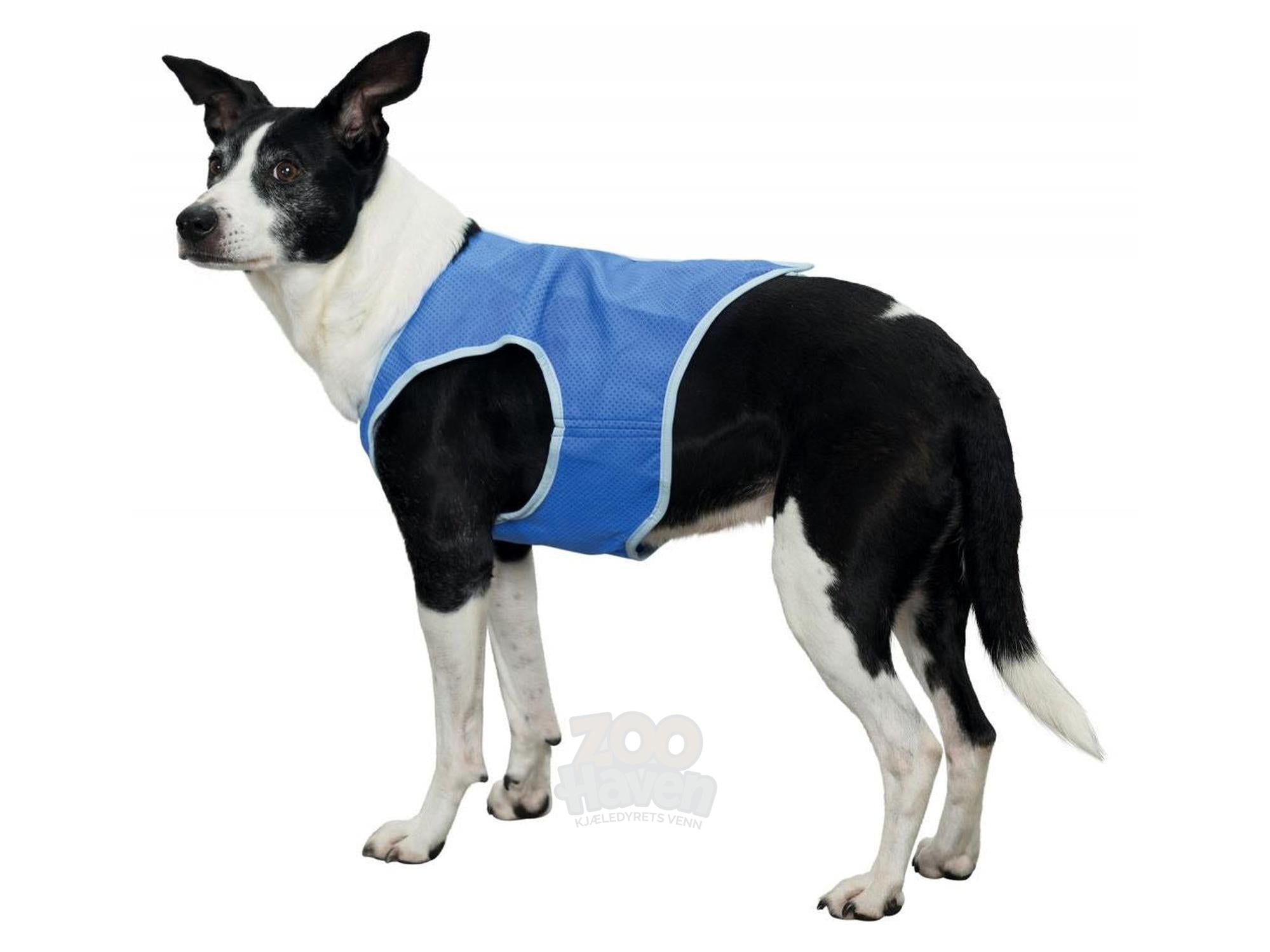 Svart-hvit hund iført en blå kjølevest i PVA-materiale, med lyseblå kantbånd og borrelåsfeste.