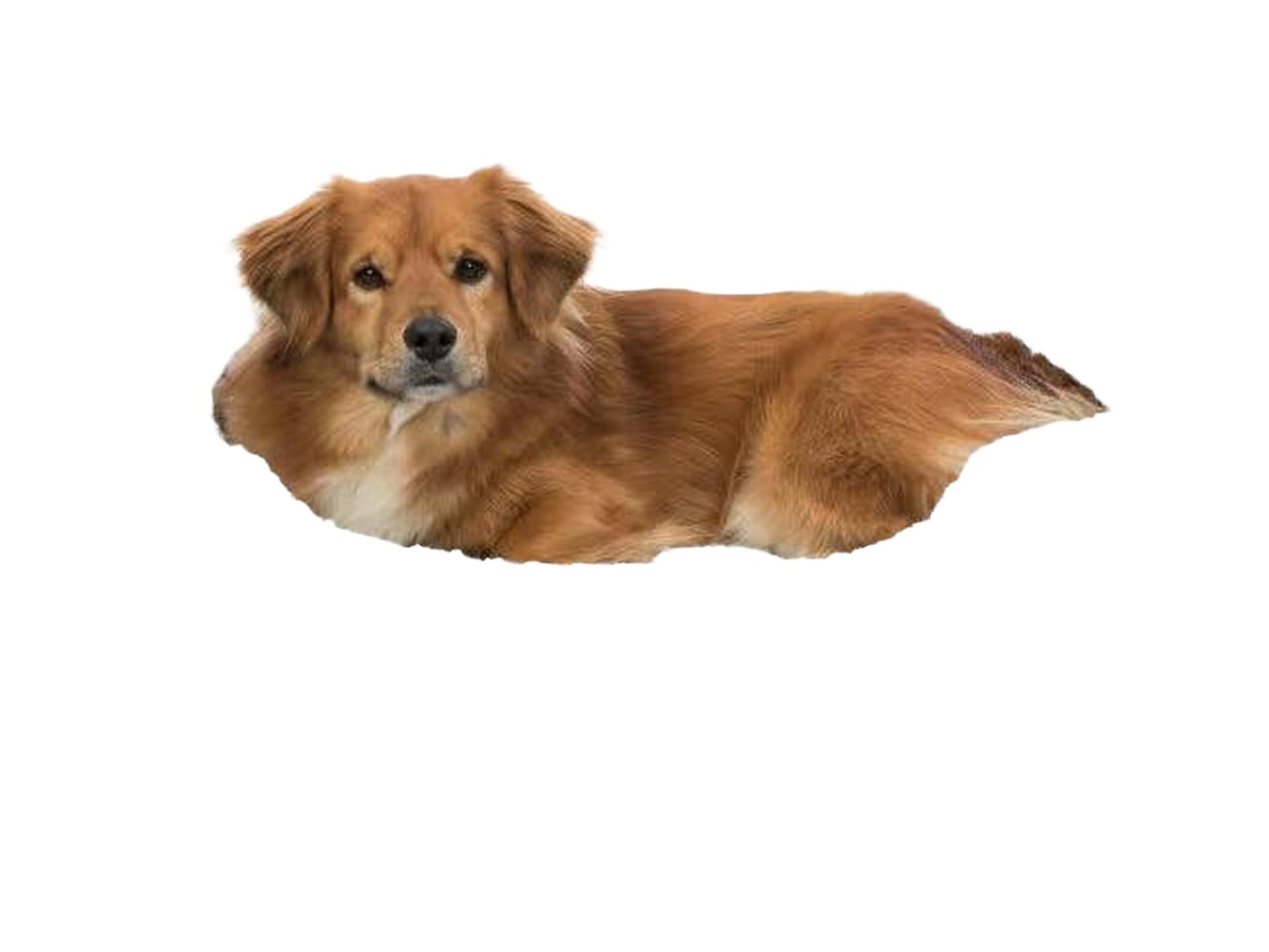 Brun hund som ligger i en sort, ortopedisk Trixie Lino Vital hundeseng med mykt, hvitt plysjfôr og polstrede kanter.
