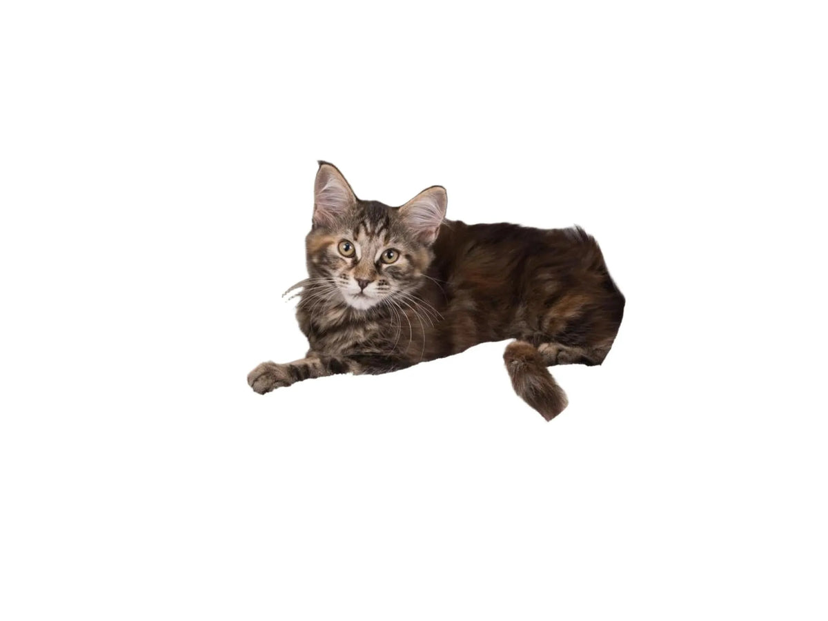 Brunstripet katt i en taupe Trixie Livia hyggehule med myk, kremfarget fôr.