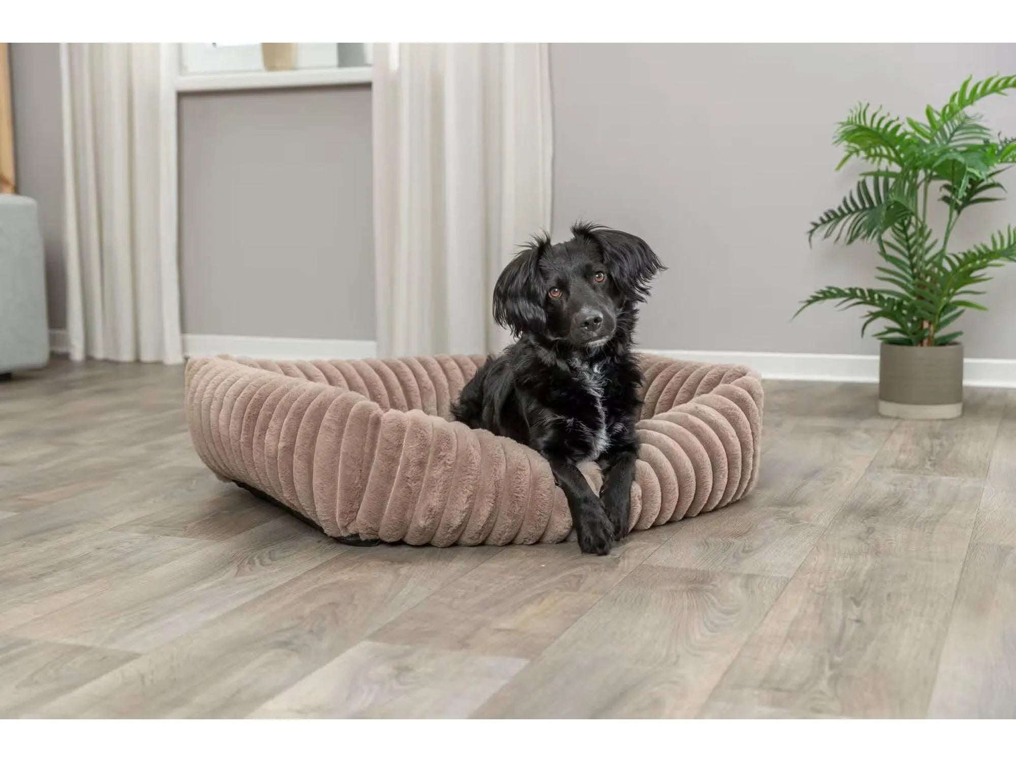 Trixie Lonni hundeseng manchester