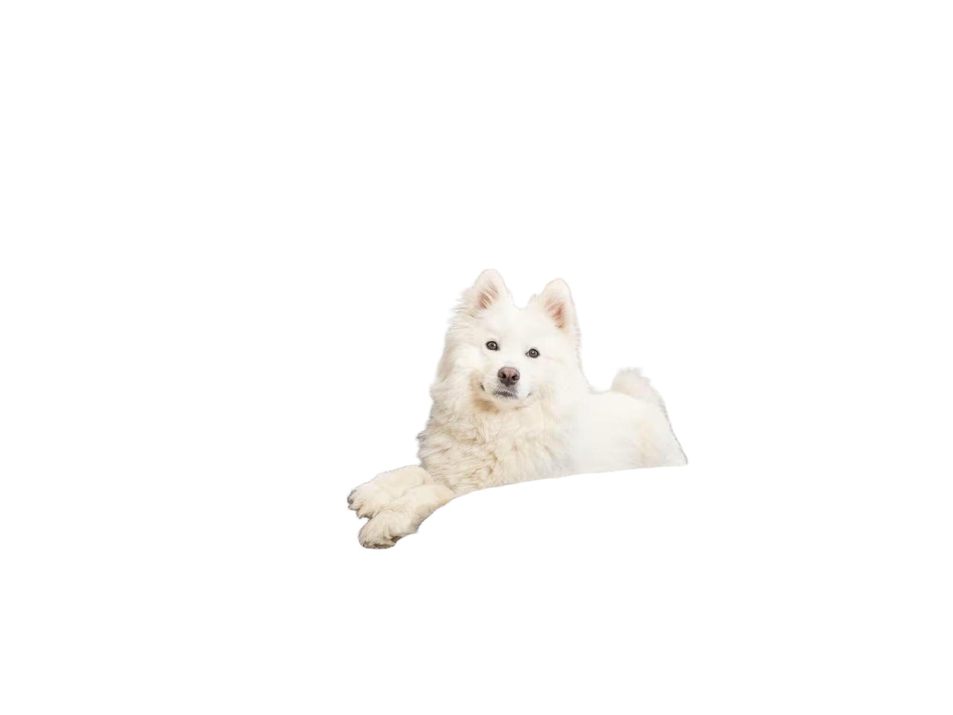 Hvit hund som ligger i en grå, rektangulær Trixie Lonni hundeseng med myk ribbet plysj og støttende kanter.