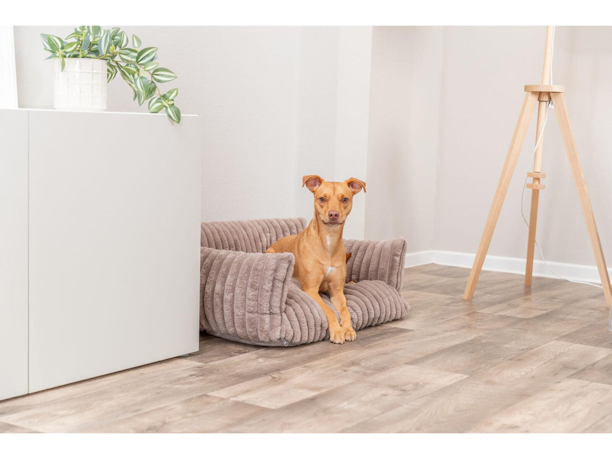 Hund i Trixie Lonni Vital Sofa