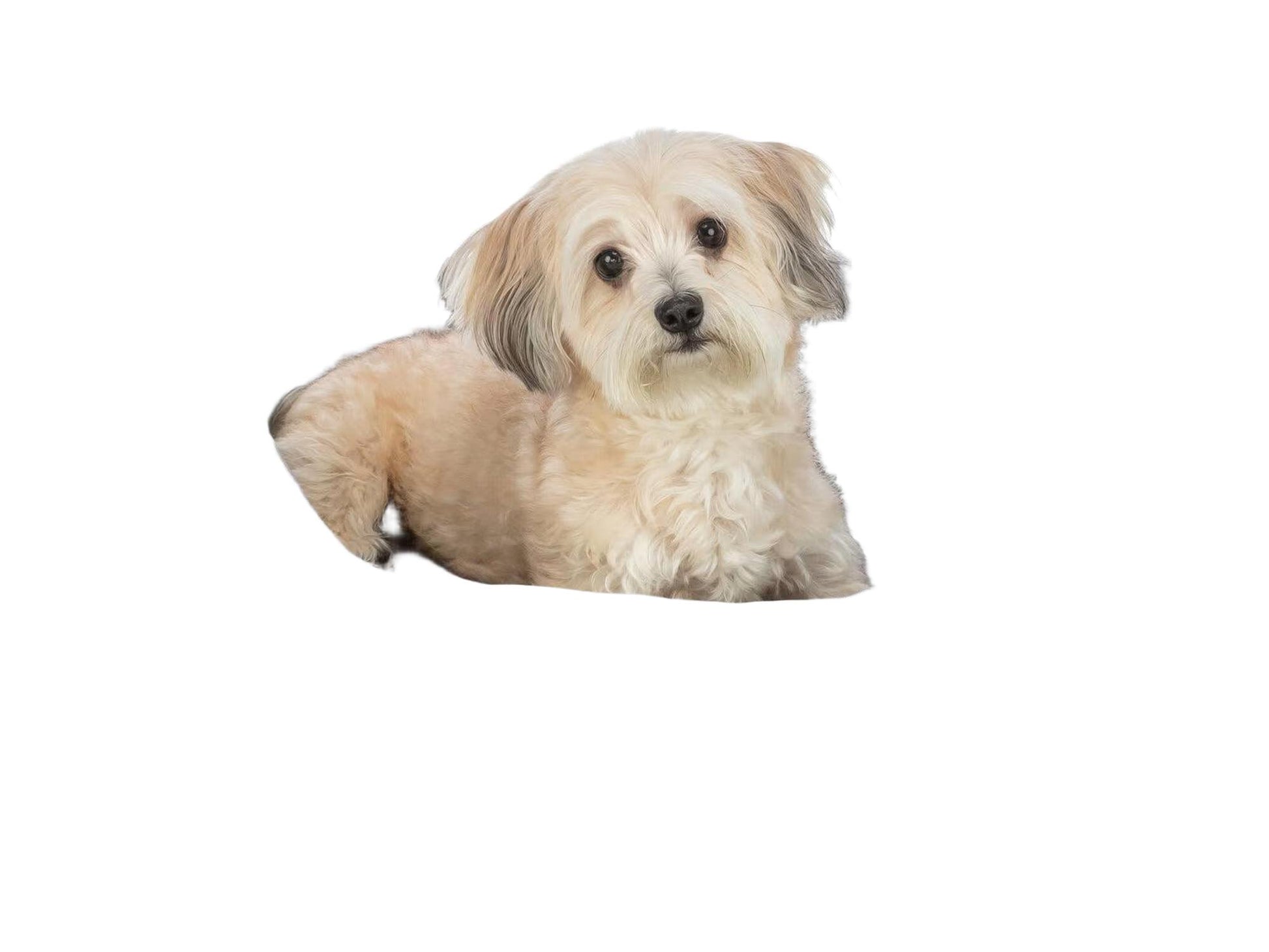 Grå Trixie Marley hundeseng i ruglete canvas med integrert pute og en lys hund som hviler komfortabelt.