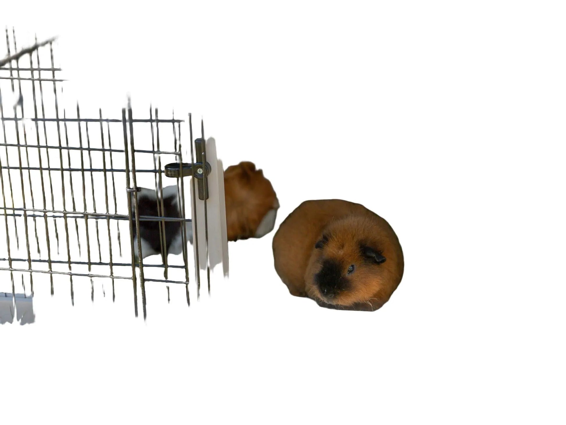 To marsvin i et Trixie smådyrbur med utegård, grå tre og svart netting.