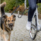 Tur og hundetrening