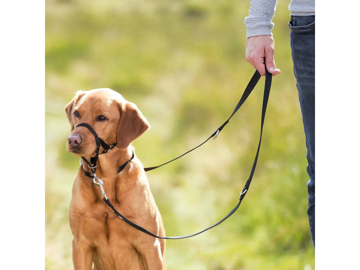 Trixie Top Trainer treningshalsbånd på labrador