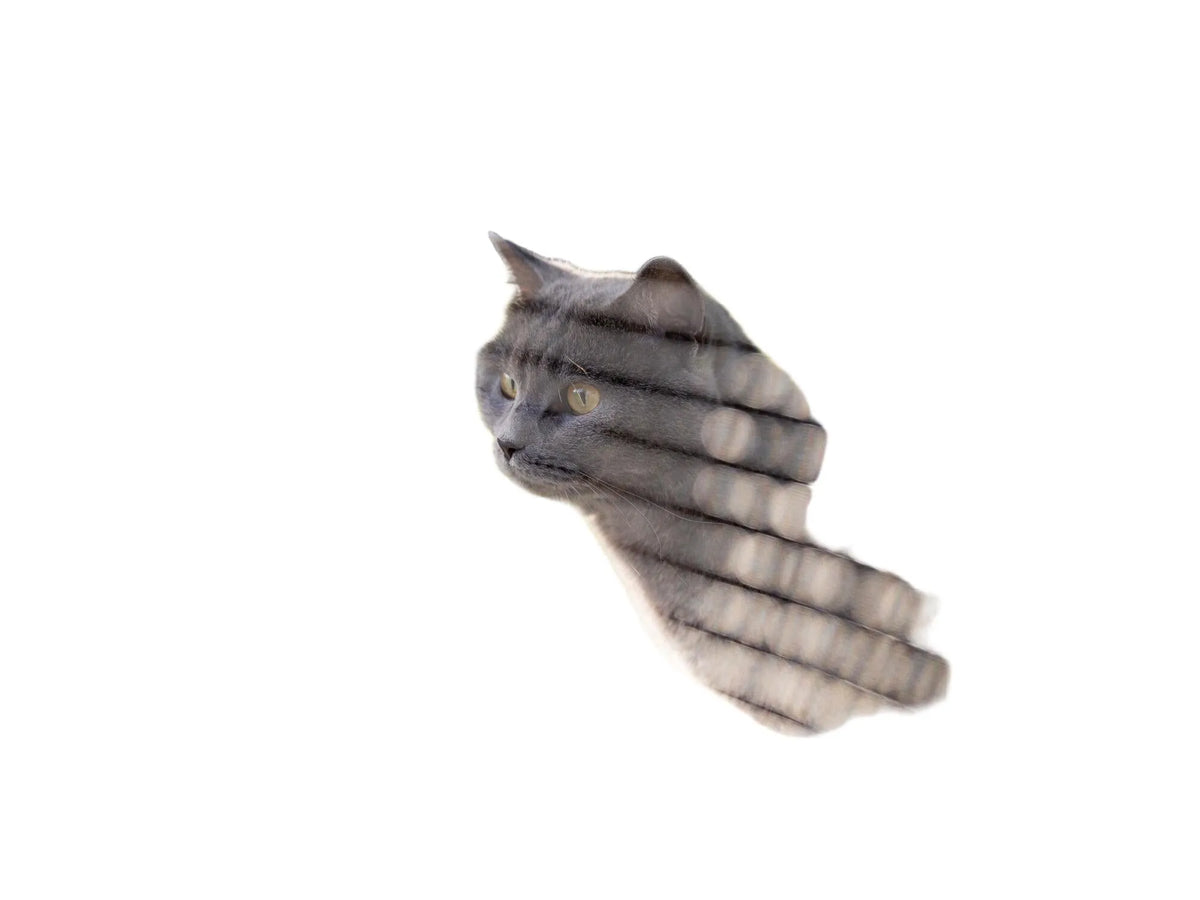 Grå katt i Trixie utendørs lekegård med pulverlakkert netting og treramme.