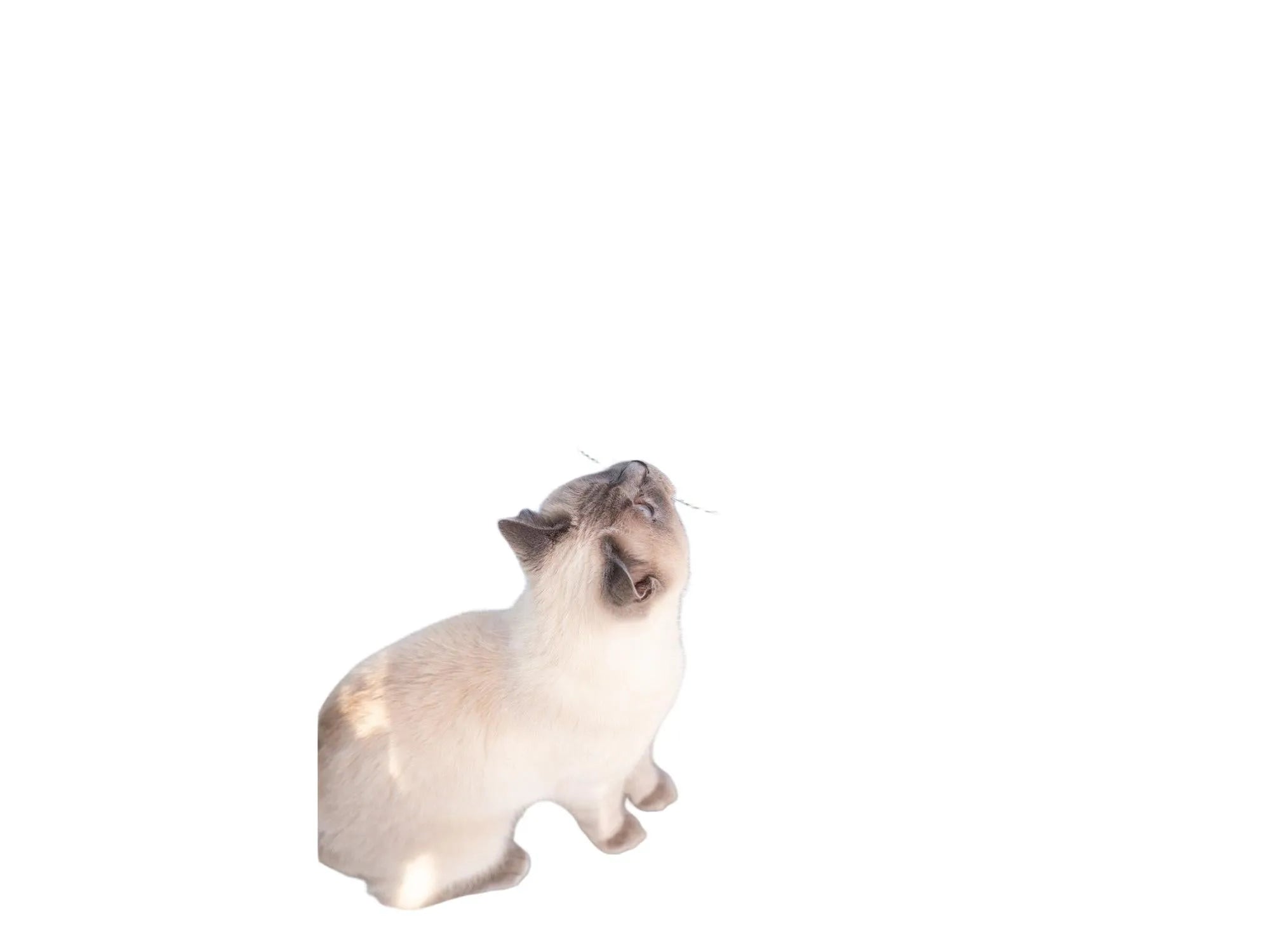 Grå Trixie utendørs lekegård til katt med beige pute og klorestolpe, sett med en katt på plattformen.