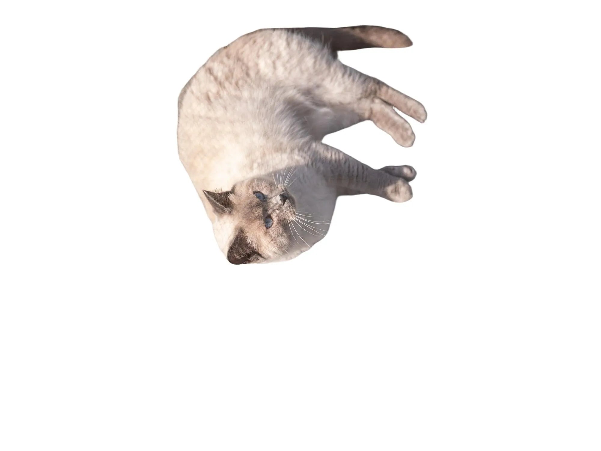 Grå Trixie utendørs lekegård til katt med nettingvegger, sett ovenfra med en katt som ligger på fliser.