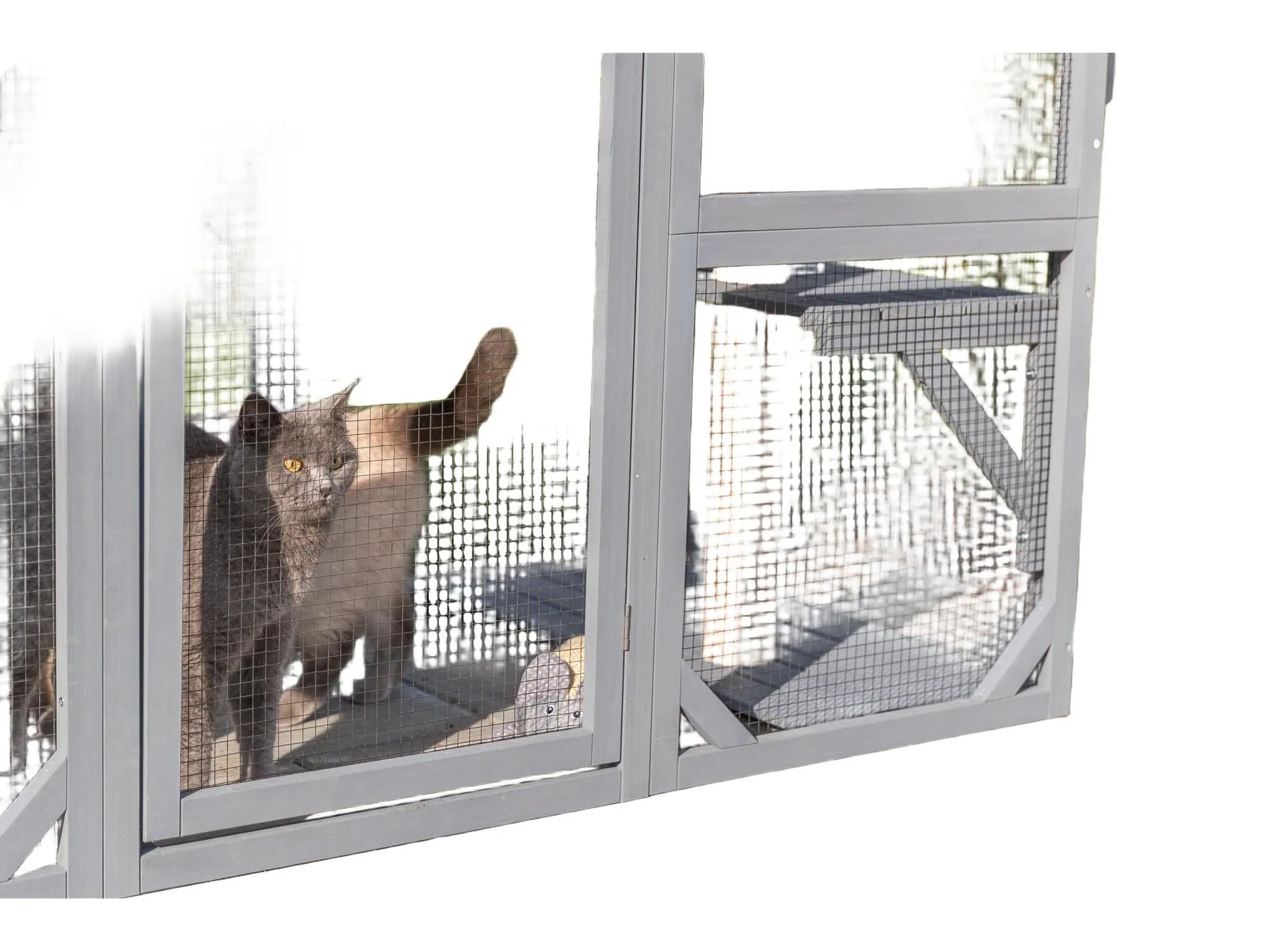 Grå Trixie utendørs lekegård til katt med to katter, nettingvegger og treplattformer.