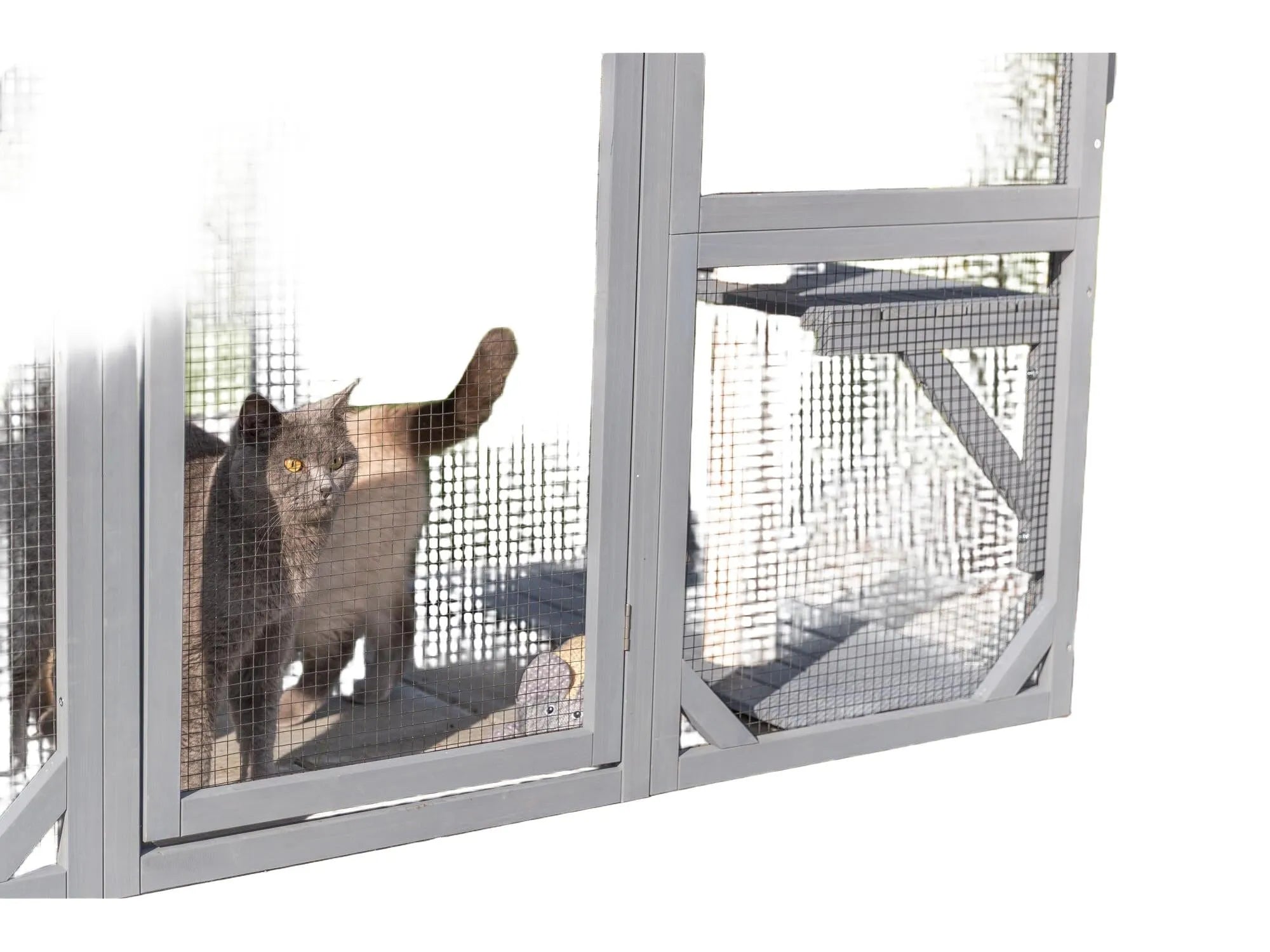 Grå Trixie utendørs lekegård til katt med to katter, nettingvegger og treplattformer.