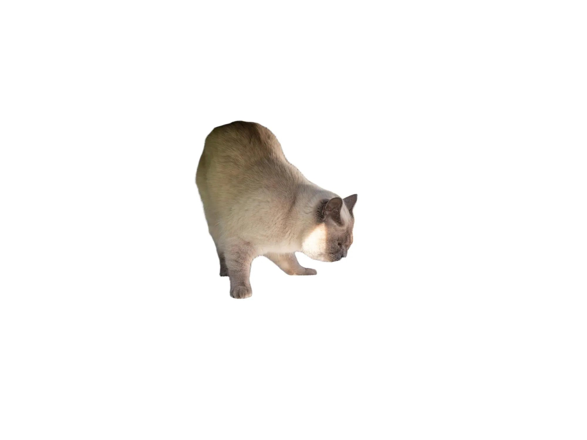Grå Trixie utendørs lekegård til katt med beige katt, klatrestolpe og myke liggeplasser.