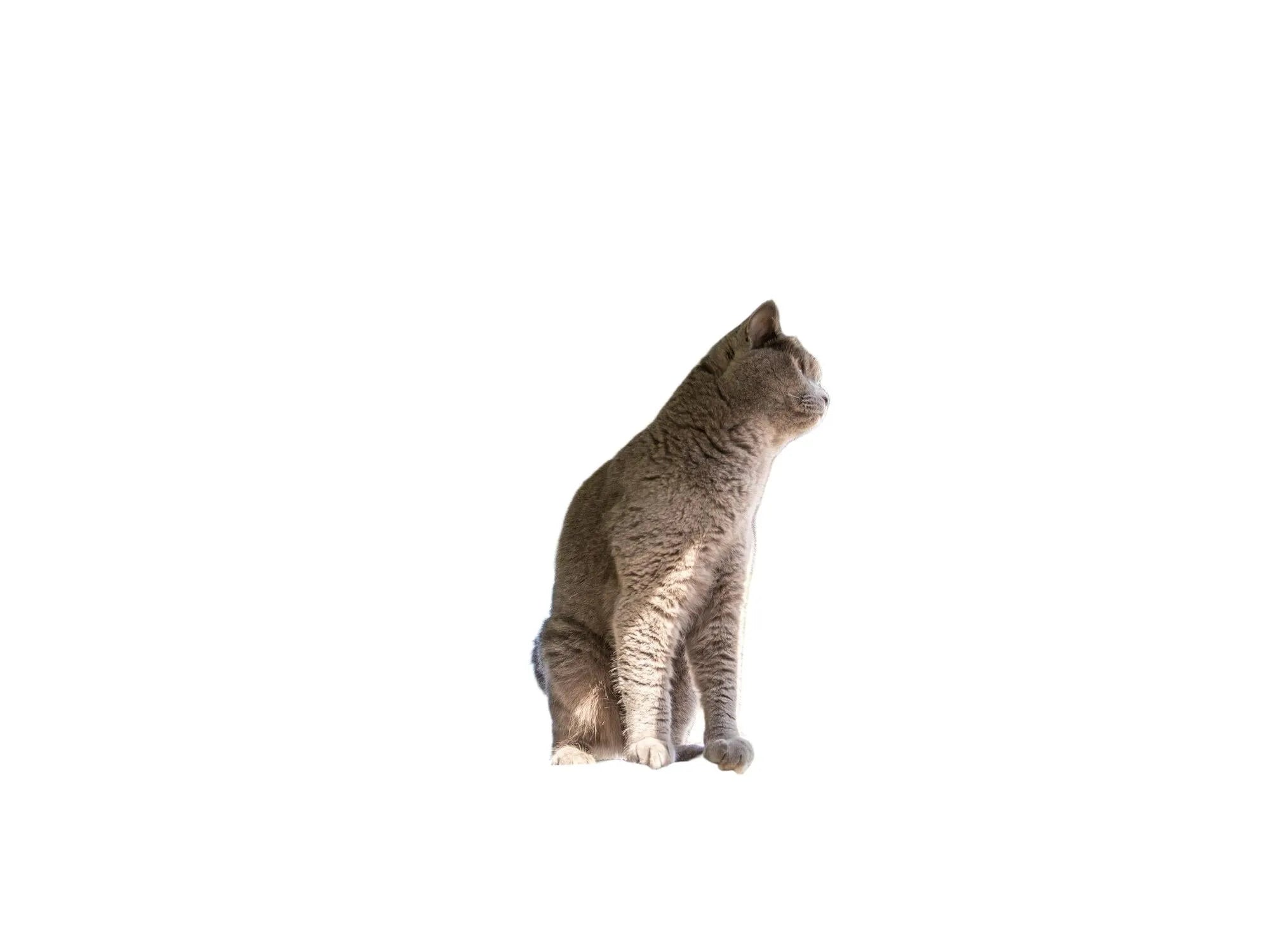Grå Trixie utendørs lekegård til katt med nettingvegger, hule og plattformer, sett med en katt.