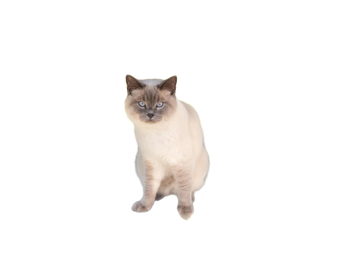 Grå Trixie utendørs lekegård til katt med en hvit katt sittende på en plattform.