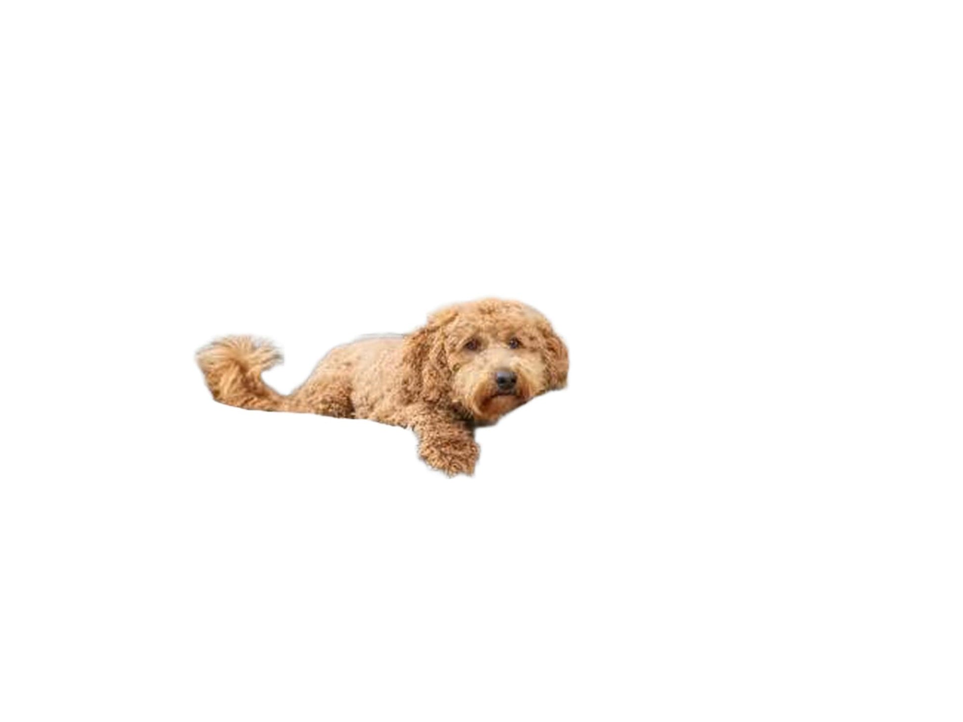 Grå ortopedisk hundeseng i chenille-stoff med memory foam, hvor en hund hviler komfortabelt i en lys stue.