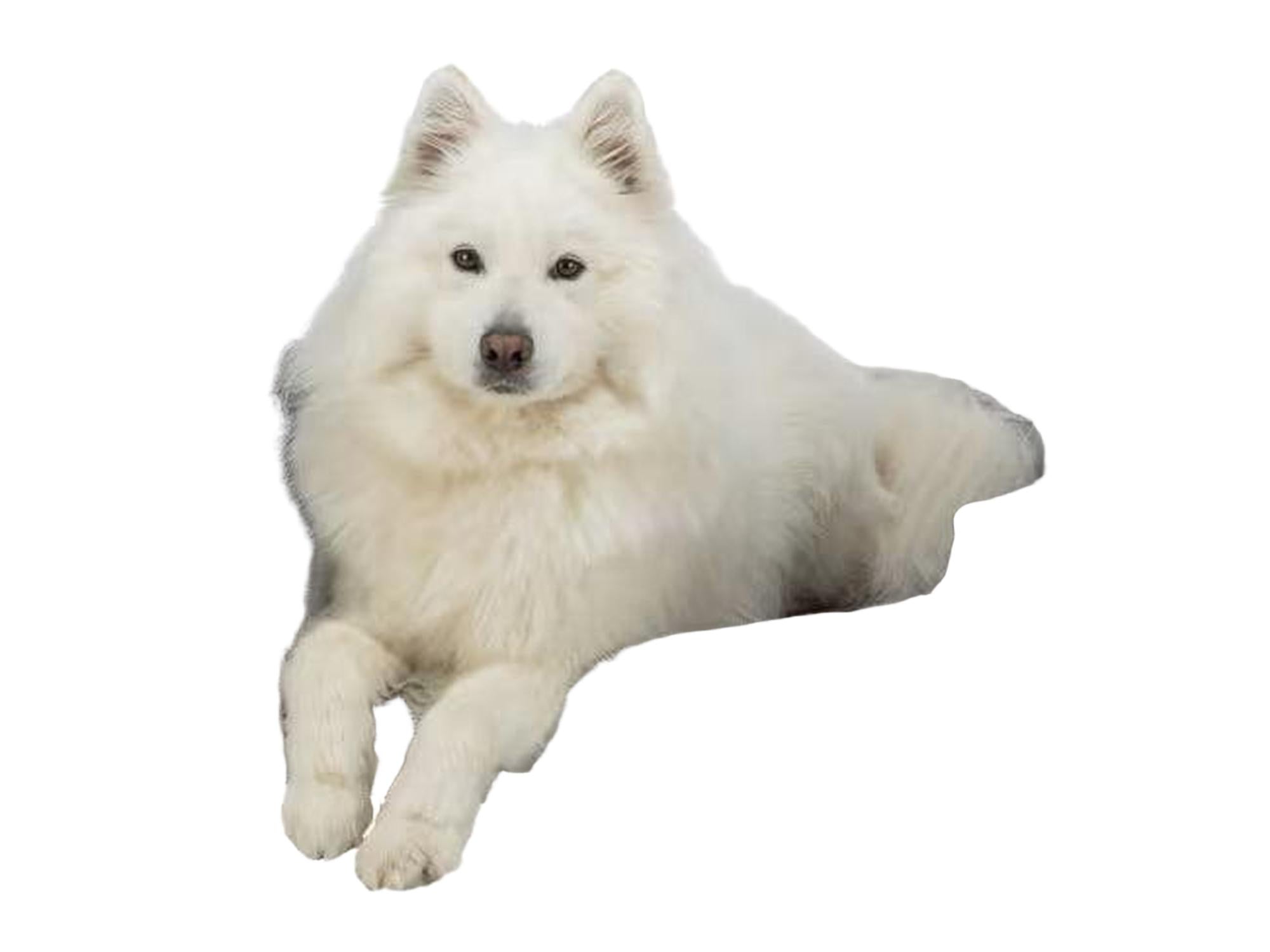 Hvit hund som ligger i en grå, ortopedisk Trixie Vital Bed Lennox hundeseng med mykt chenille-stoff.