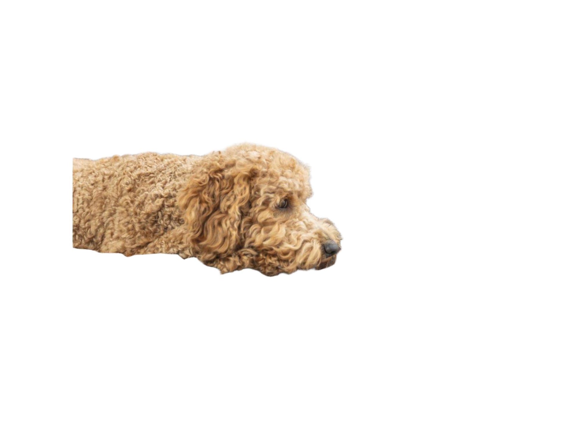 Trixie Vital Ortopedisk Hundeseng i Chenille