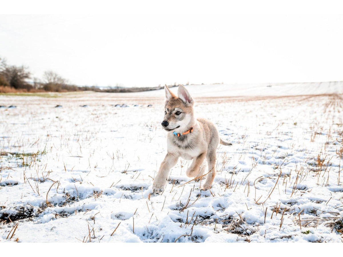 Non-stop dogwear Tumble collar valpehalsbånd – Oransje
