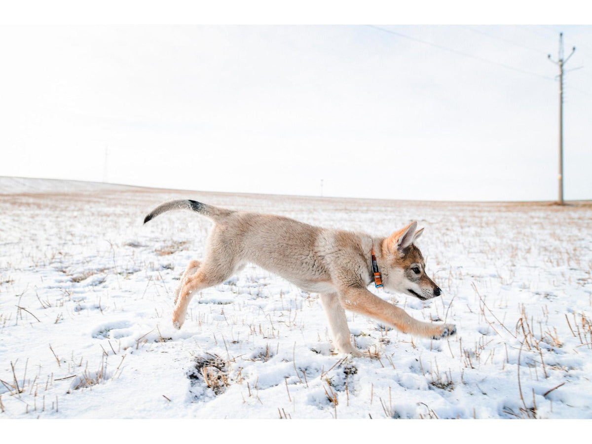 Non-stop dogwear Tumble collar valpehalsbånd – Blå – modellen vist i annen farge