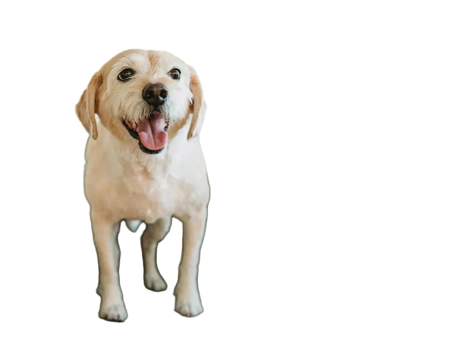 Urinary Cranberry For Dogs – Hackney Dog House Tranebærtilskudd 100 g