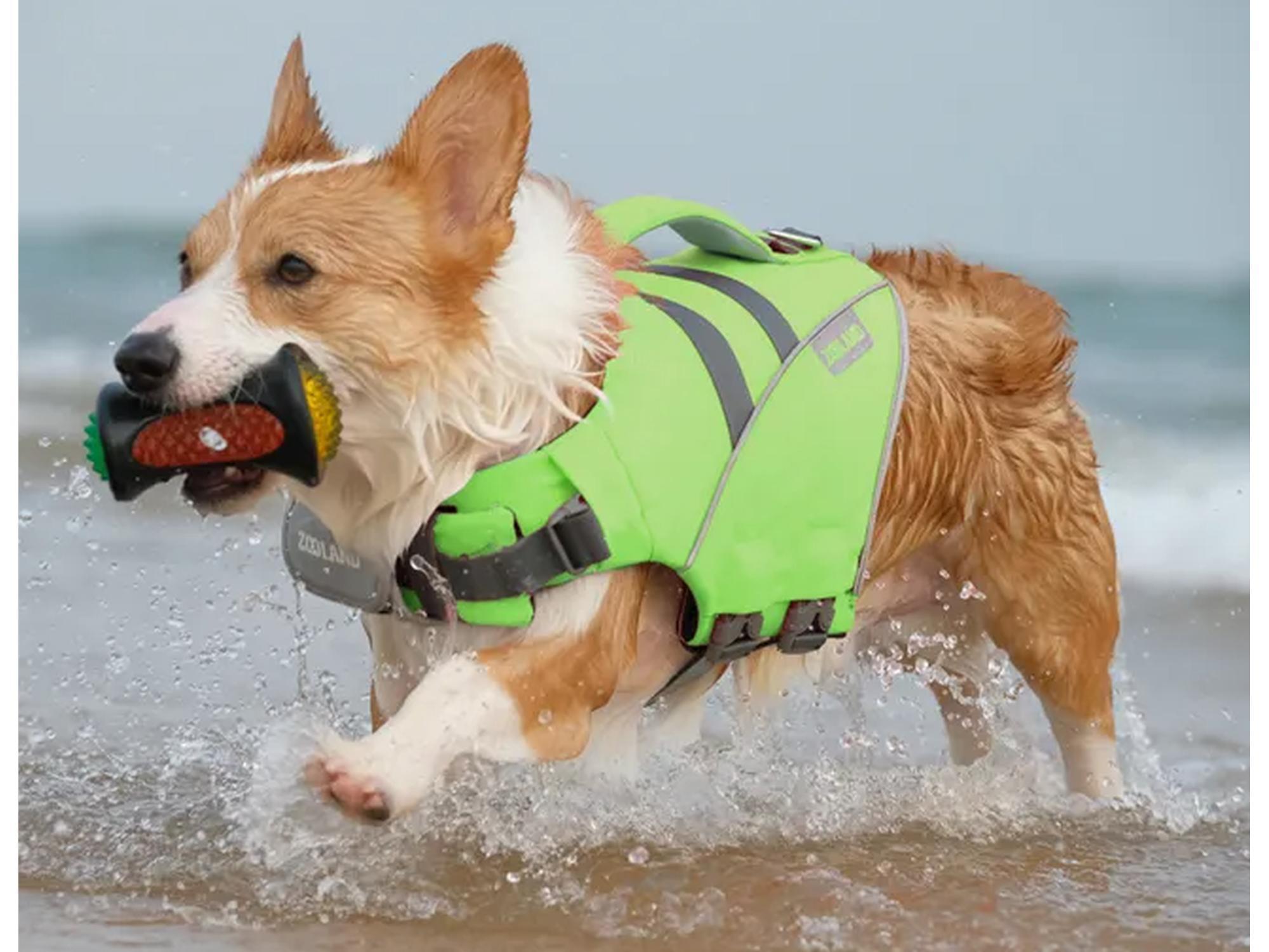 Corgi med grønn Wave Rider flytevest i vannet, bærer en leke. Vesten har refleksdetaljer og håndtak.