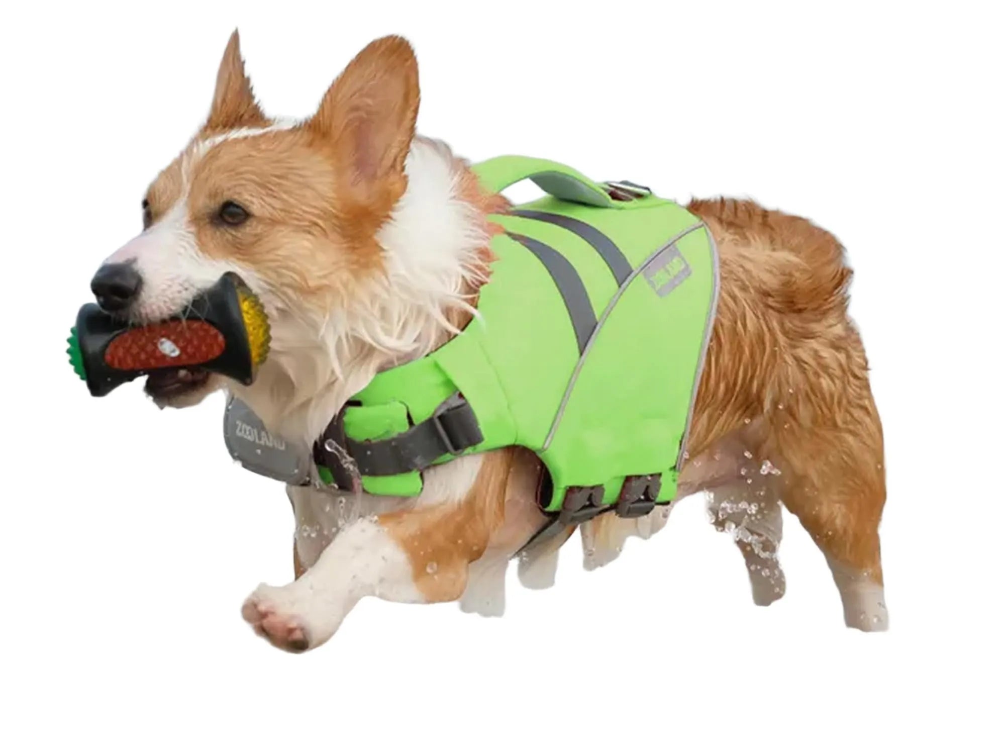 Corgi med grønn Wave Rider flytevest i vannet, bærer en leke. Vesten har refleksdetaljer og håndtak.