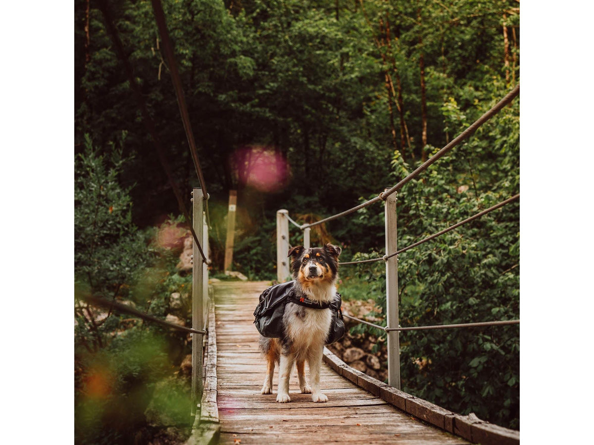 Non-stop dogwear Amundsen pack hundekløv – Svart/grå