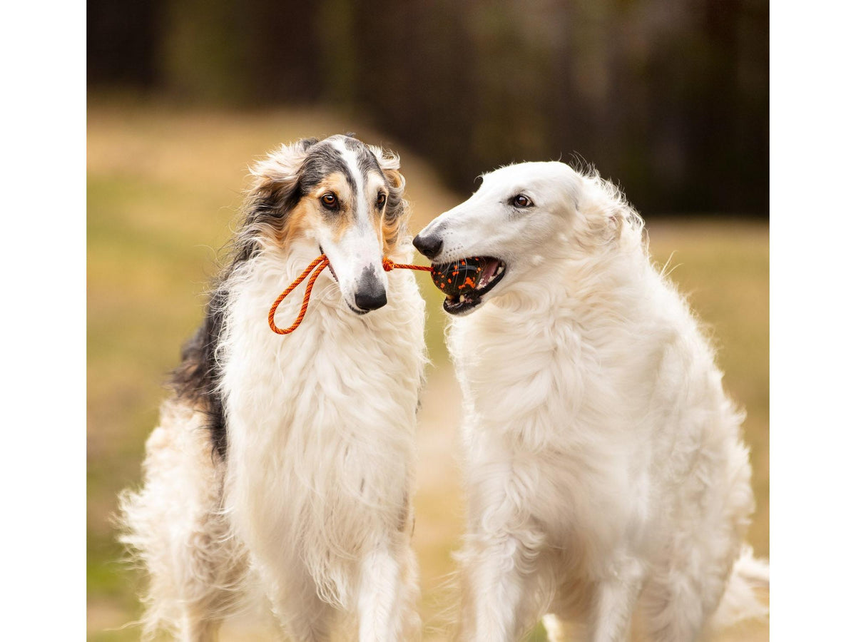 Non-stop dogwear Dog ball on rope ball med tau – Oransje/svart