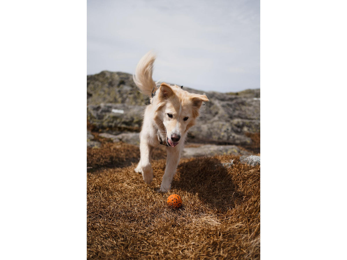 Non-stop dogwear Dog ball hundeball – Oransje/svart